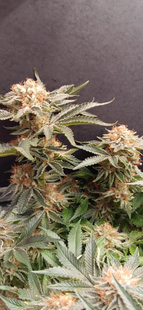 Orange. Week 16