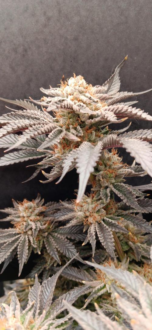 Orange. Week 16