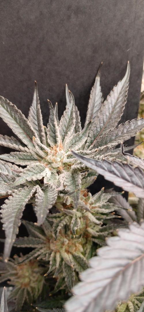 Orange. Week 16