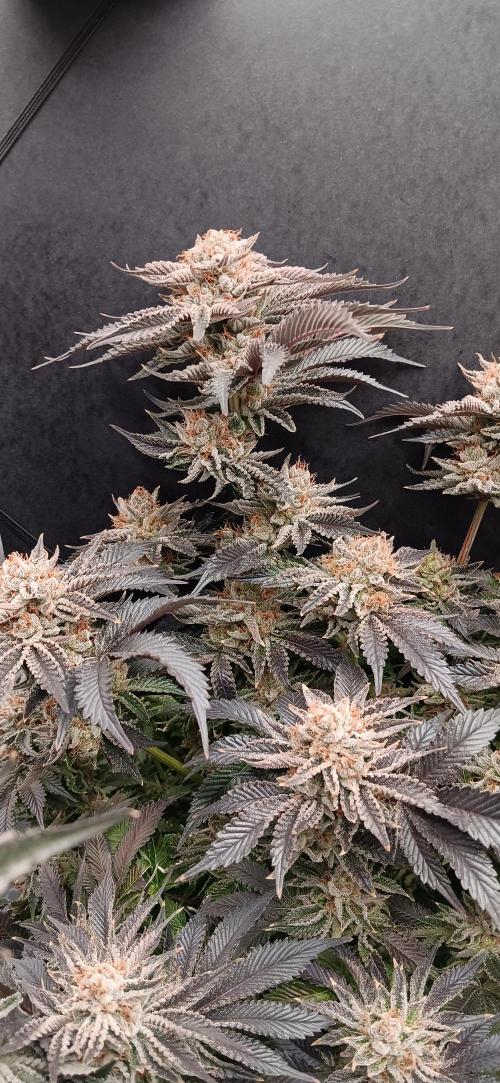 Orange. Week 16
