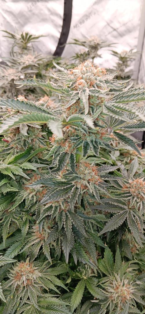 Orange. Week 16