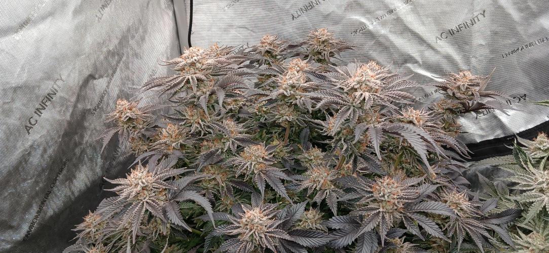 Orange. Week 16