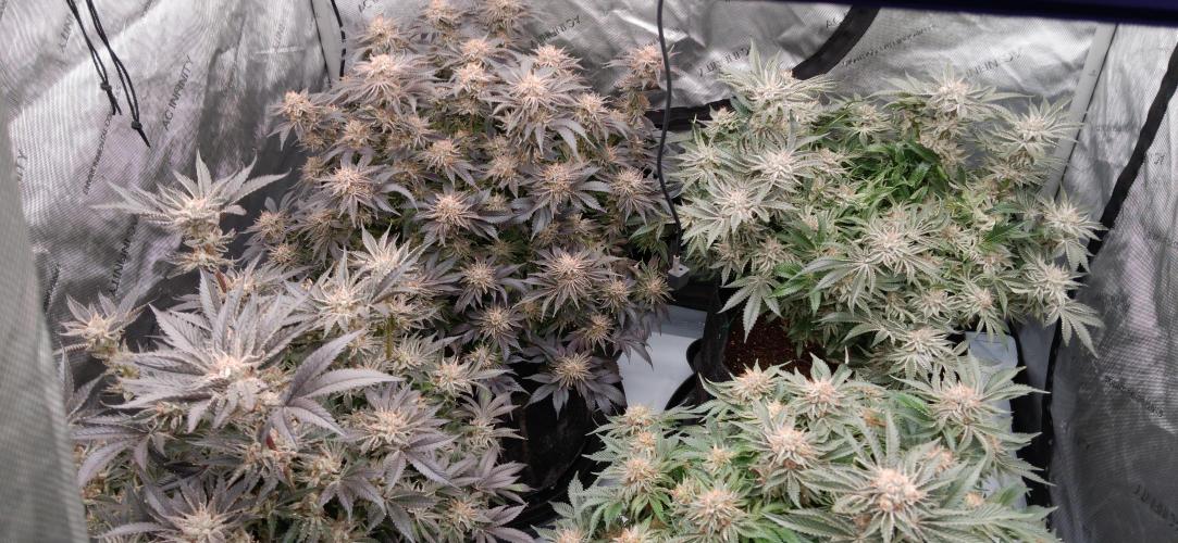 Orange. Week 16