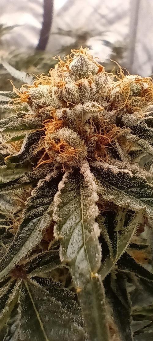 Orange. Week 16