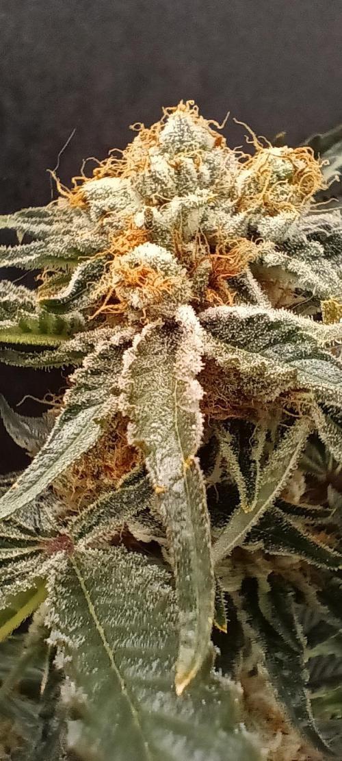 Orange. Week 16