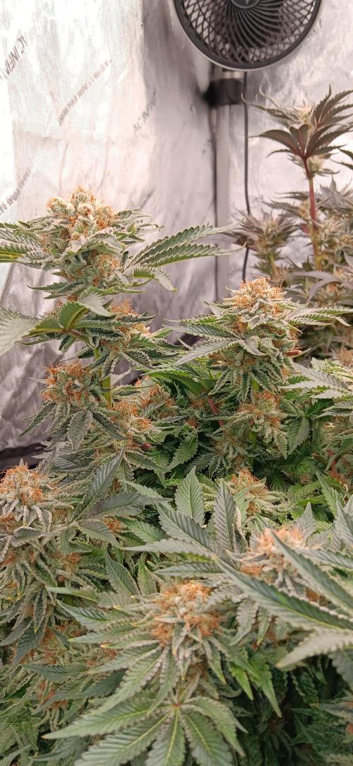 Orange. Week 16