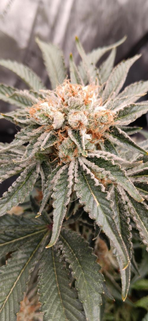 Orange. Week 16