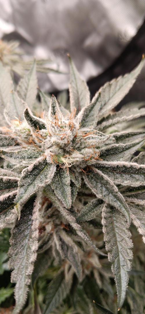 Orange. Week 16