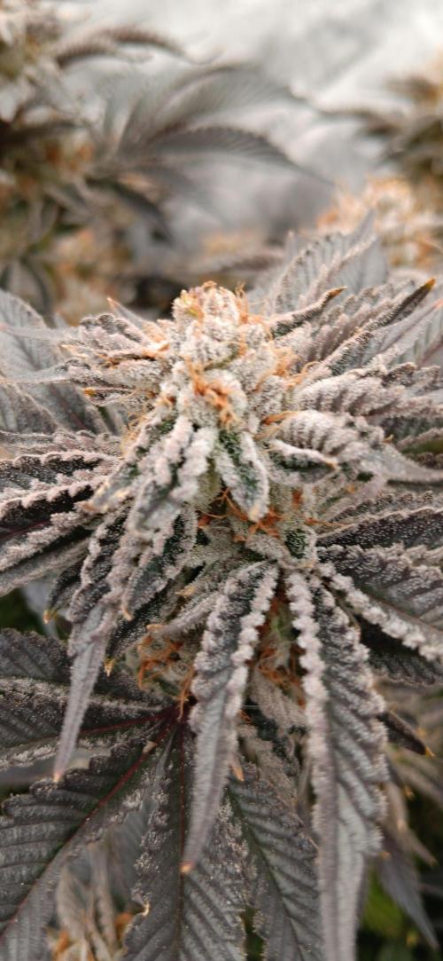 Orange. Week 16