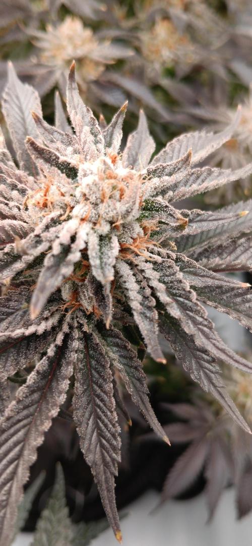 Orange. Week 16