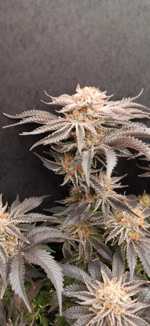 Orange. Week 16