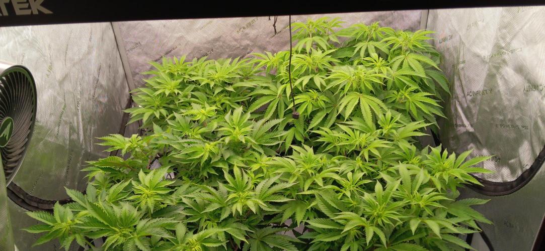 Mangozteen / Living soil / Autopot. Week 6