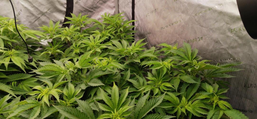 Mangozteen / Living soil / Autopot. Week 6