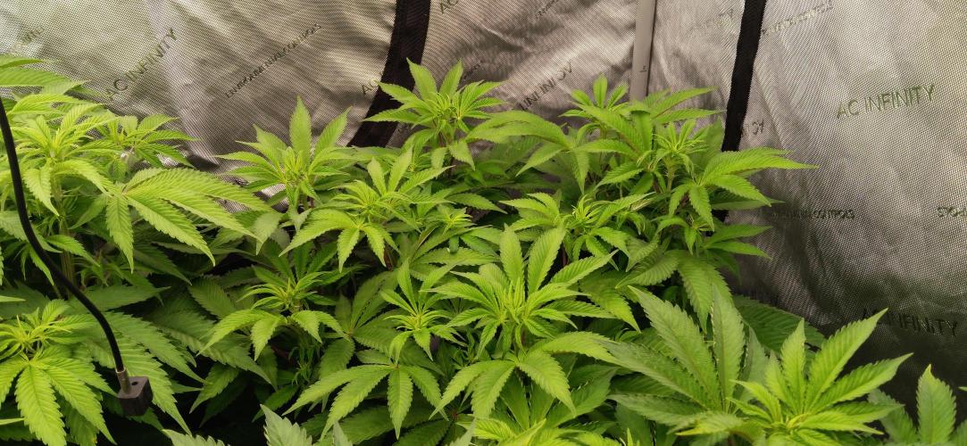 Mangozteen / Living soil / Autopot. Week 6