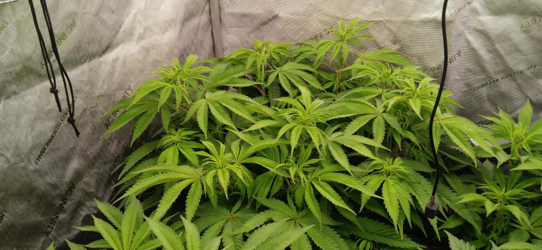 Mangozteen / Living soil / Autopot. Week 6