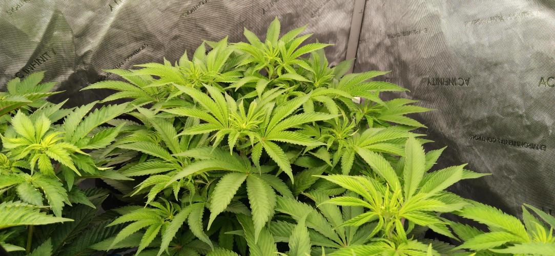 Mangozteen / Living soil / Autopot. Week 6