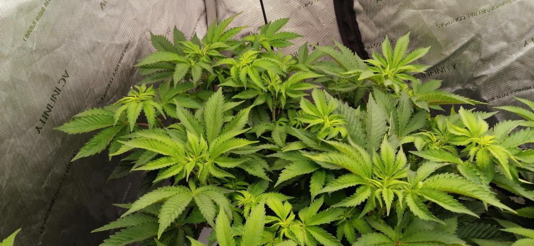 Mangozteen / Living soil / Autopot. Week 6
