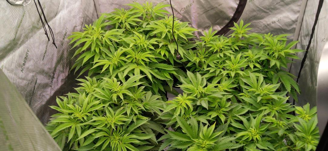 Mangozteen. Week 6