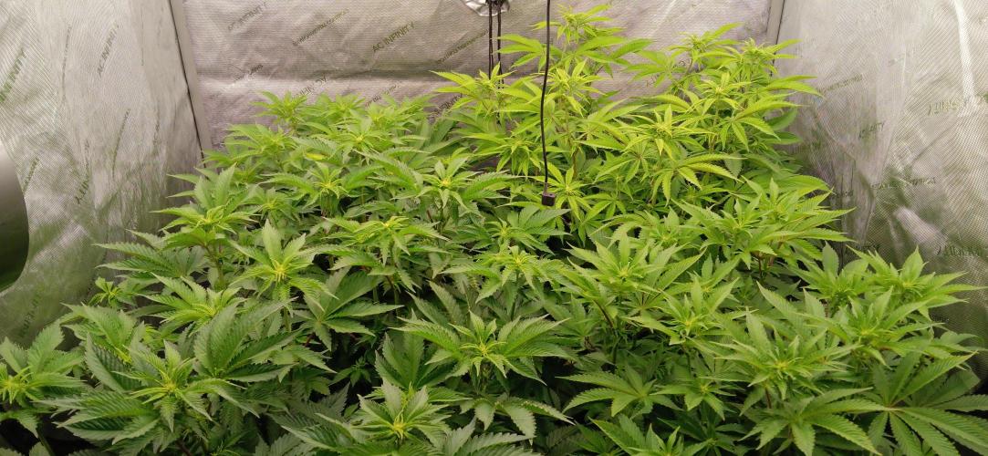 Mangozteen / Living soil / Autopot. Week 7