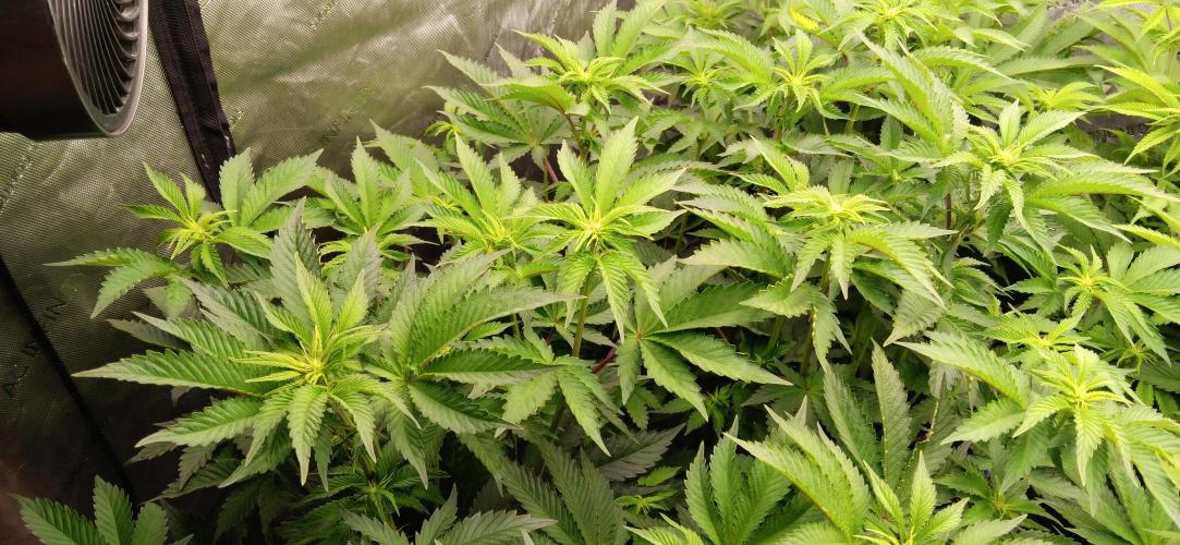 Mangozteen / Living soil / Autopot. Week 7