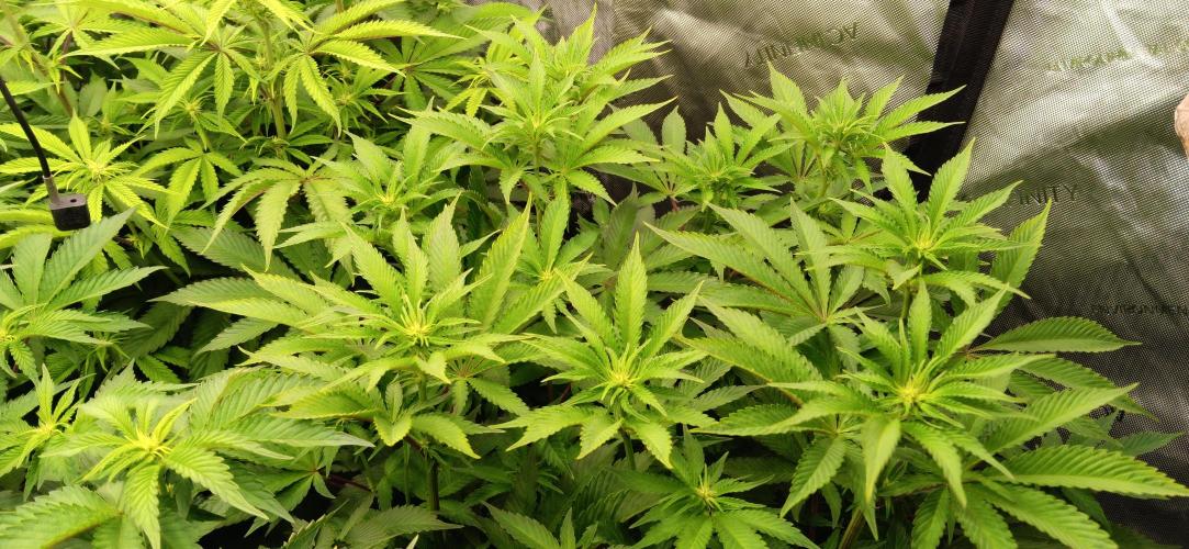 Mangozteen / Living soil / Autopot. Week 7