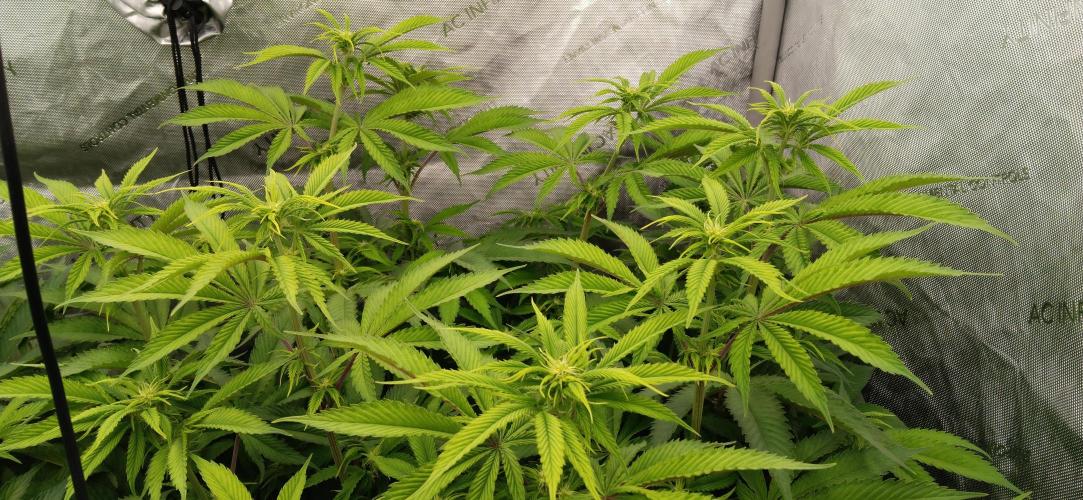 Mangozteen / Living soil / Autopot. Week 7
