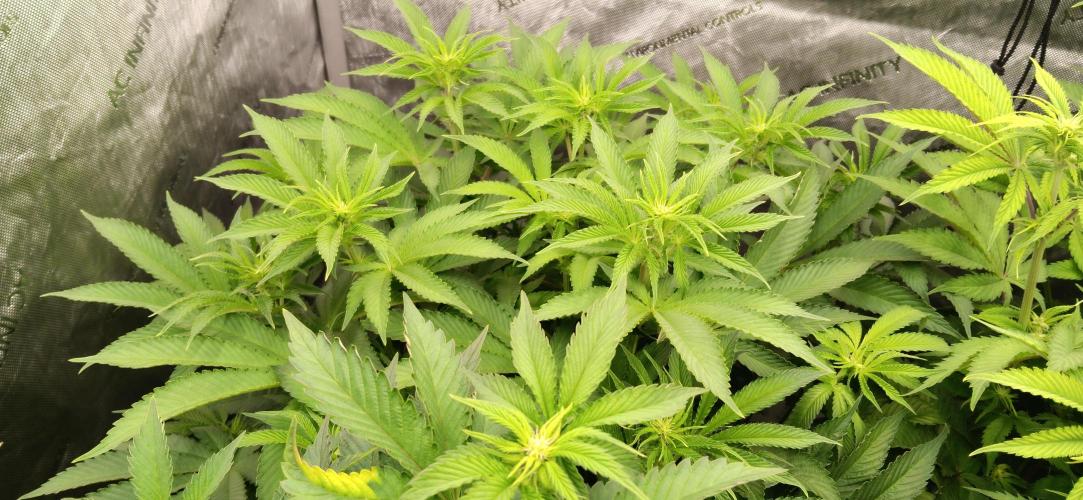Mangozteen. Week 7