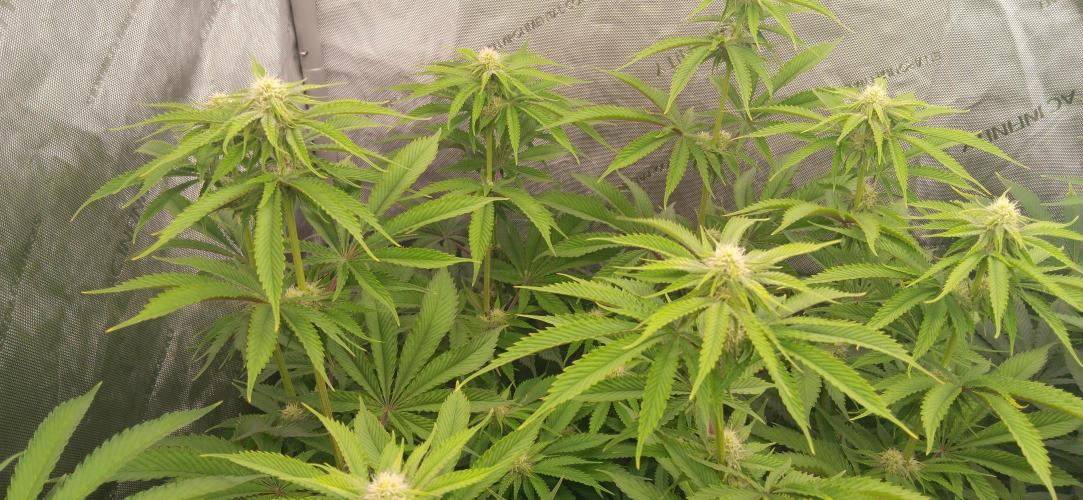 Mangozteen / Living soil / Autopot. Week 8