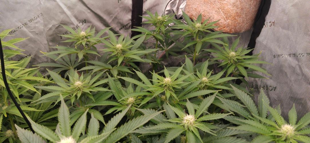 Mangozteen / Living soil / Autopot. Week 8
