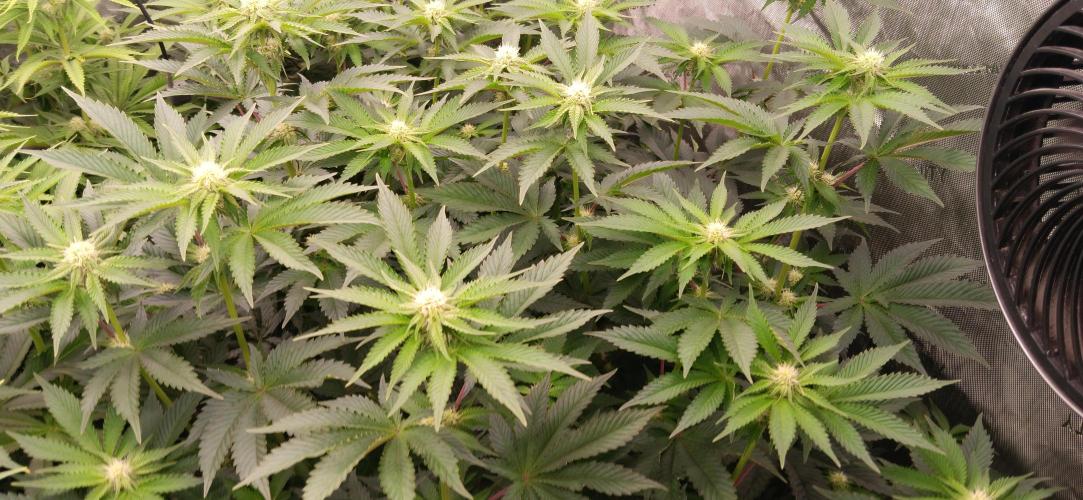 Mangozteen / Living soil / Autopot. Week 8