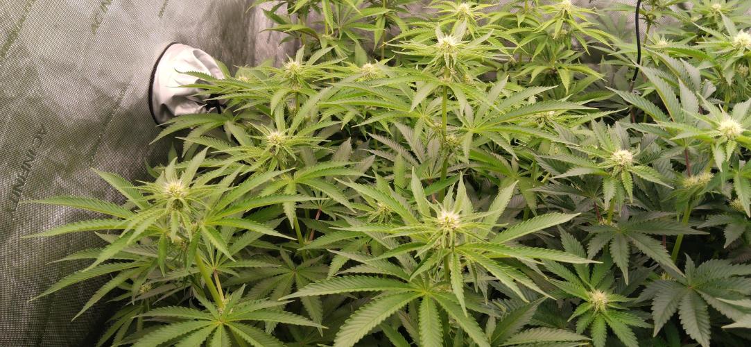 Mangozteen / Living soil / Autopot. Week 8