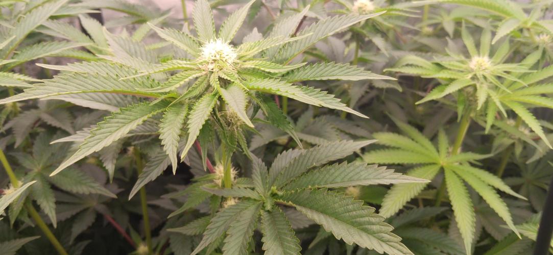 Mangozteen / Living soil / Autopot. Week 8