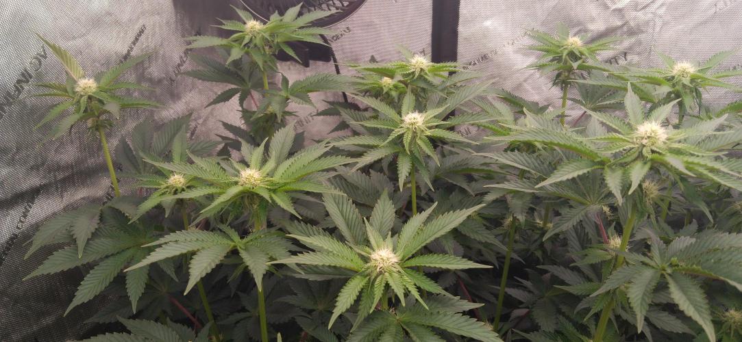 Mangozteen / Living soil / Autopot. Week 8