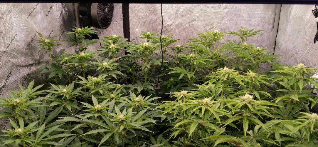 Mangozteen / Living soil / Autopot. Week 8