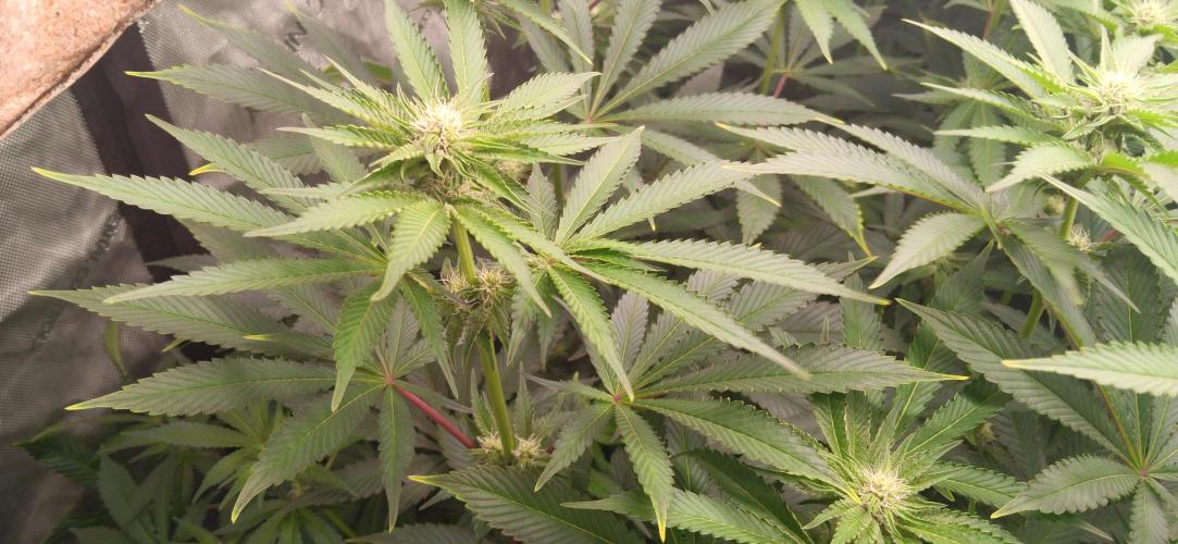 Mangozteen / Living soil / Autopot. Week 8