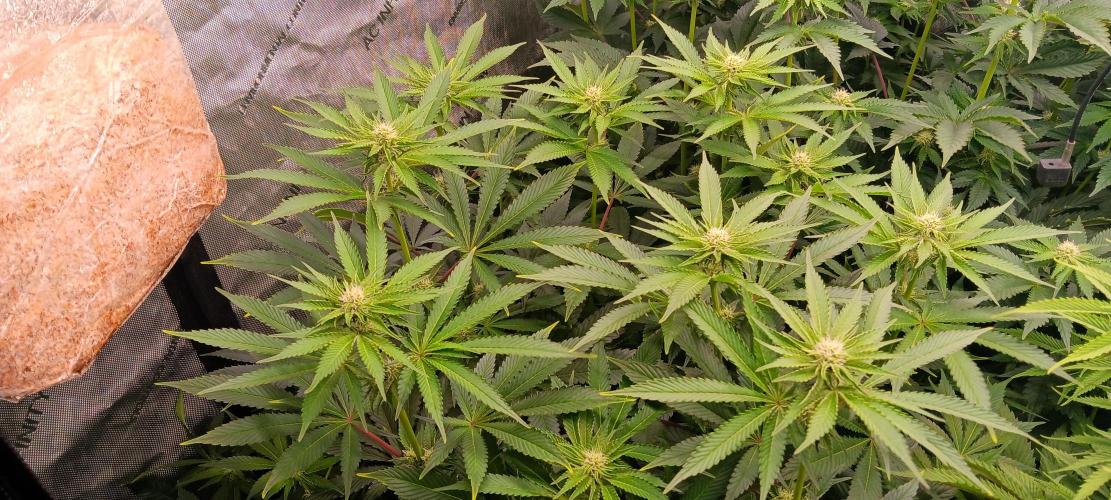 Mangozteen. Week 8