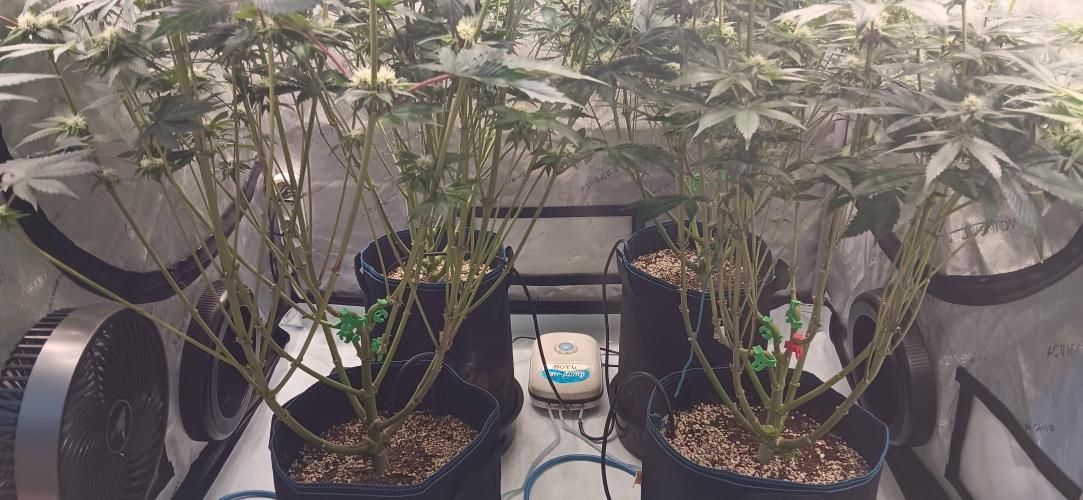 Mangozteen / Living soil / Autopot. Week 9