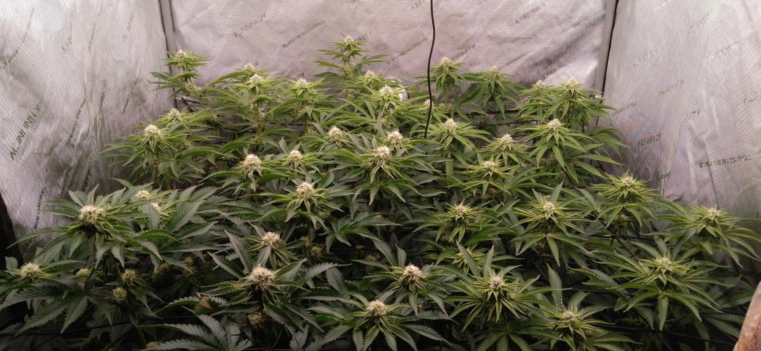 Mangozteen / Living soil / Autopot. Week 9