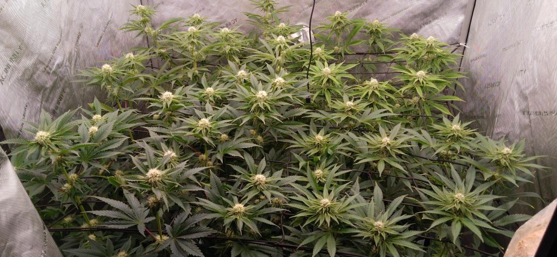Mangozteen / Living soil / Autopot. Week 9