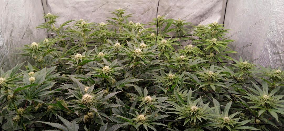 Mangozteen / Living soil / Autopot. Week 9