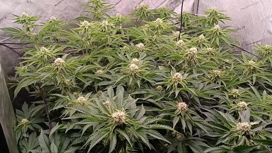 Mangozteen / Living soil / Autopot