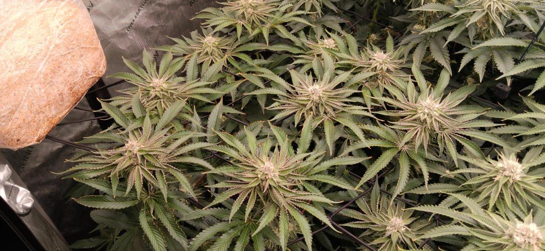 Mangozteen / Living soil / Autopot. Week 10