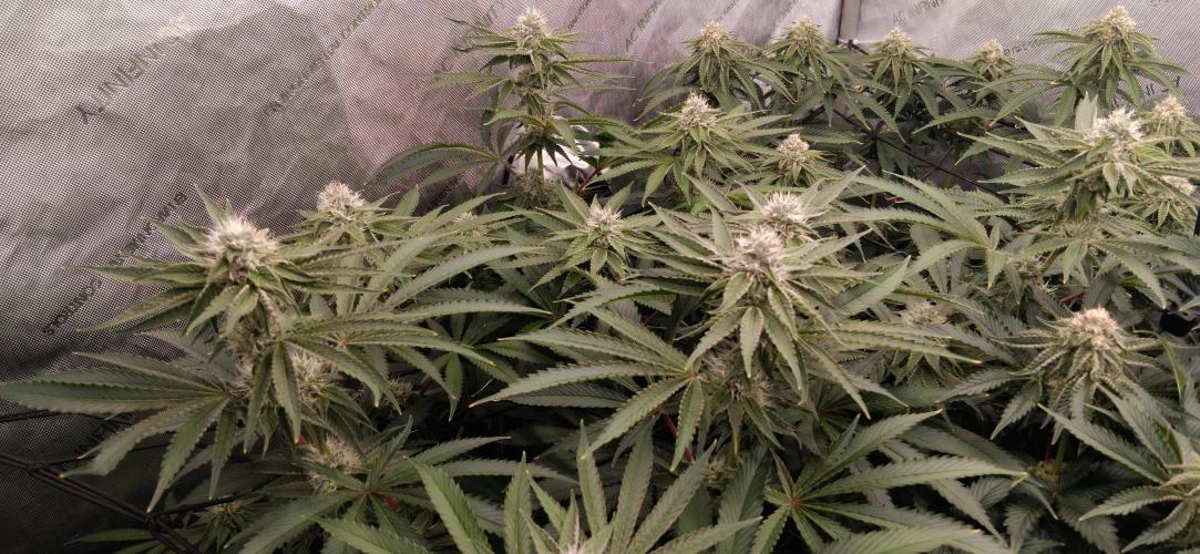 Mangozteen / Living soil / Autopot. Week 10