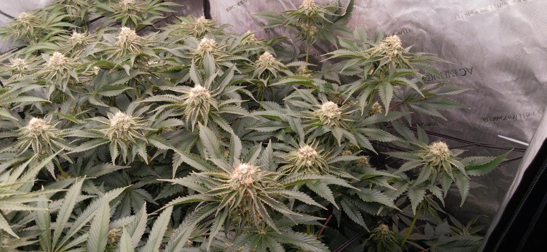 Mangozteen / Living soil / Autopot. Week 10