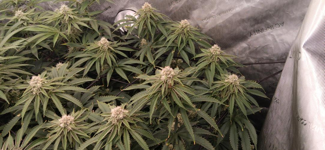 Mangozteen / Living soil / Autopot. Week 10