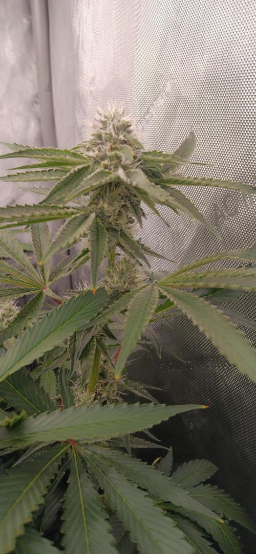 Mangozteen / Living soil / Autopot. Week 10