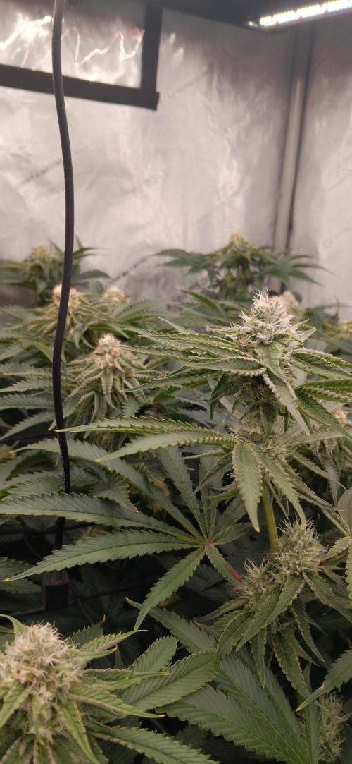 Mangozteen / Living soil / Autopot. Week 10