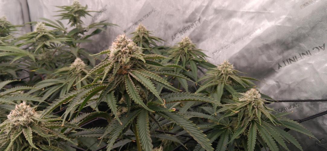 Mangozteen / Living soil / Autopot. Week 10