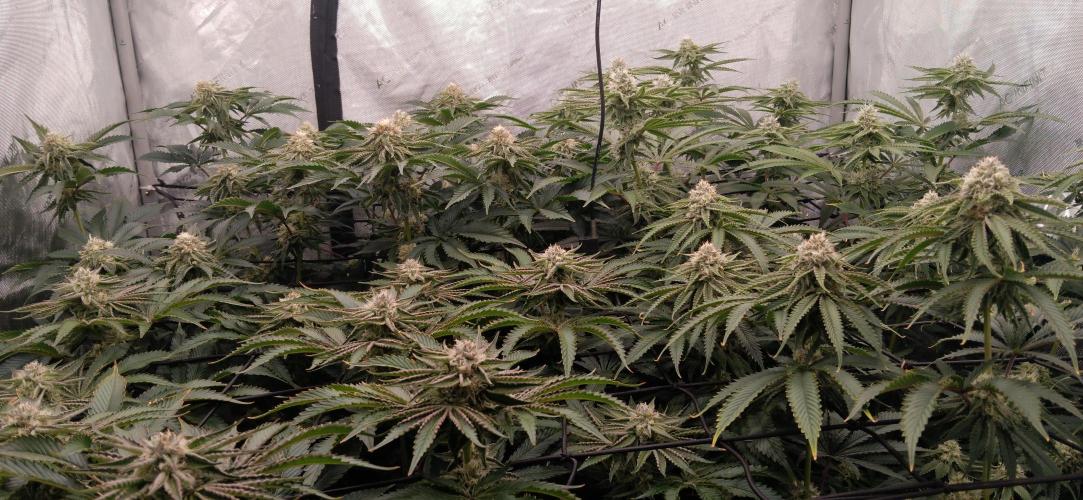 Mangozteen / Living soil / Autopot. Week 10