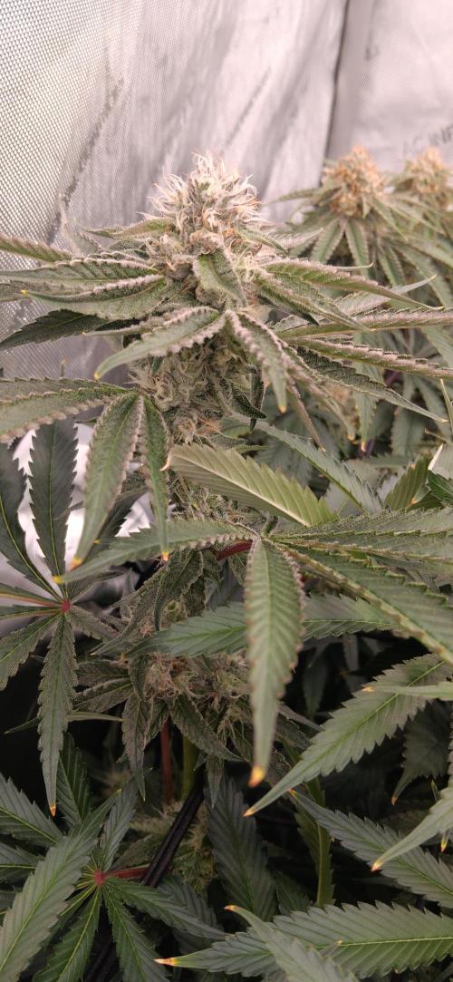Mangozteen / Living soil / Autopot. Week 11